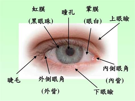 簡單:owaf-n2w3qq= 眼睛|已說明的眼睛構造 